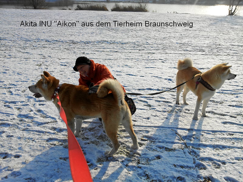 Akita INU Aikon aus dem Tierheim in Braunschweig