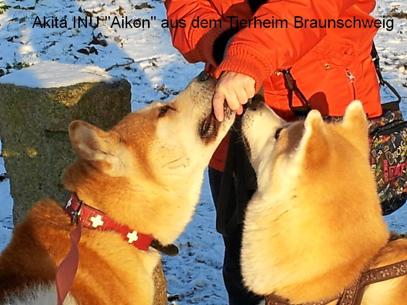 Akita INU Aikon aus dem Tierheim in Braunschweig