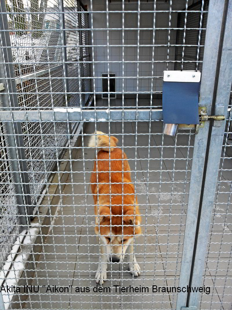 Akita INU Aikon aus dem Tierheim in Braunschweig