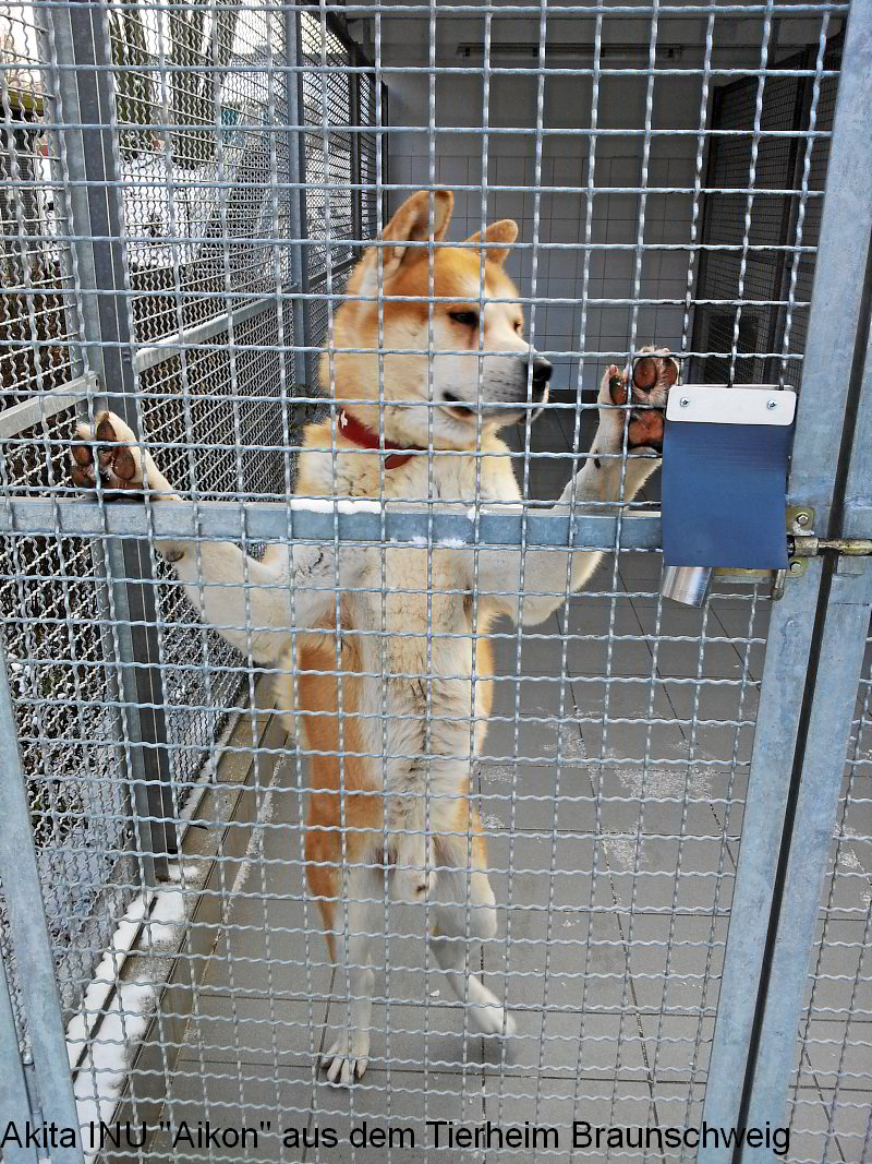 Akita INU Aikon aus dem Tierheim in Braunschweig