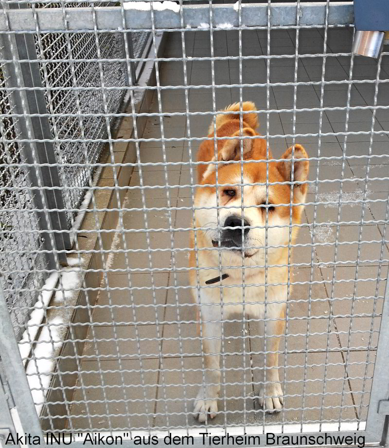 Akita INU Aikon aus dem Tierheim in Braunschweig