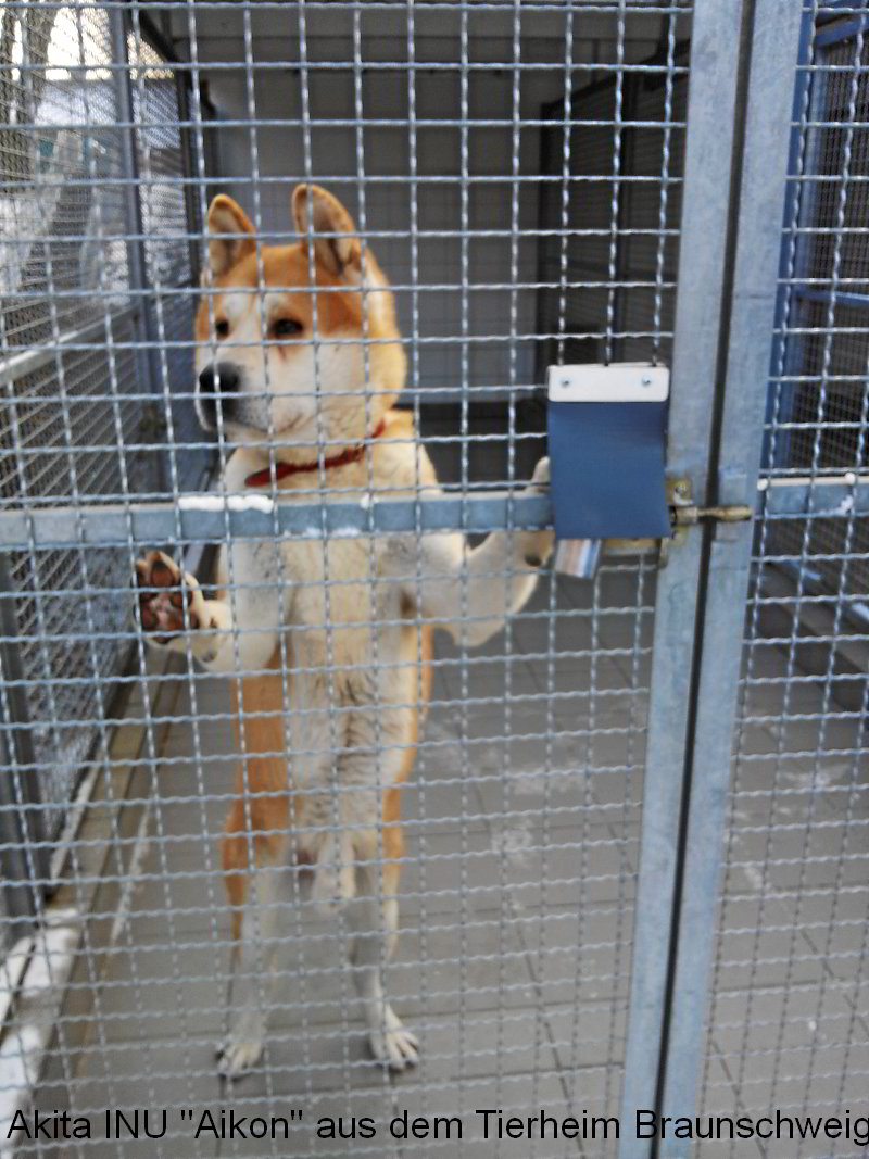 Akita INU Aikon aus dem Tierheim in Braunschweig