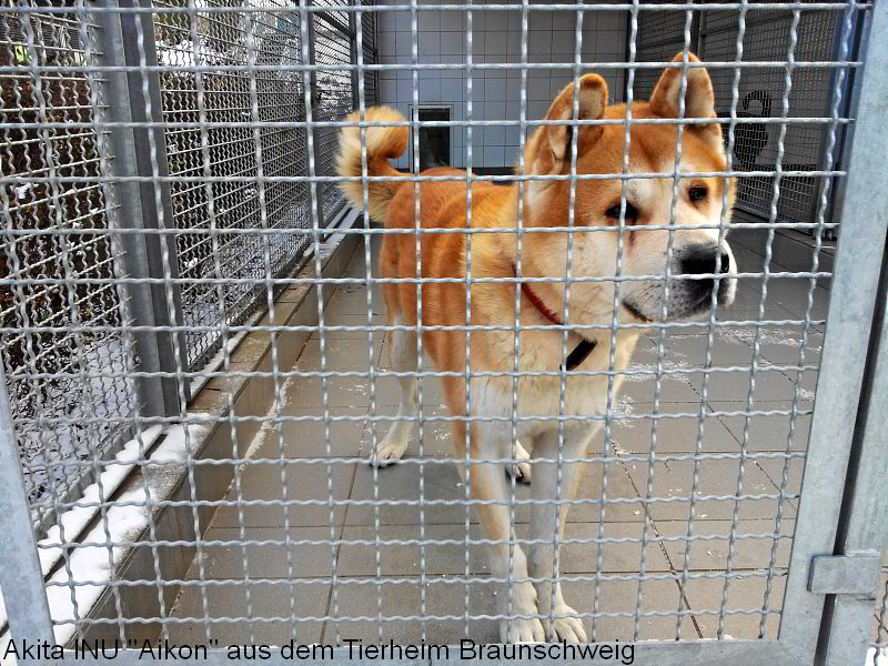 Akita INU Aikon aus dem Tierheim in Braunschweig