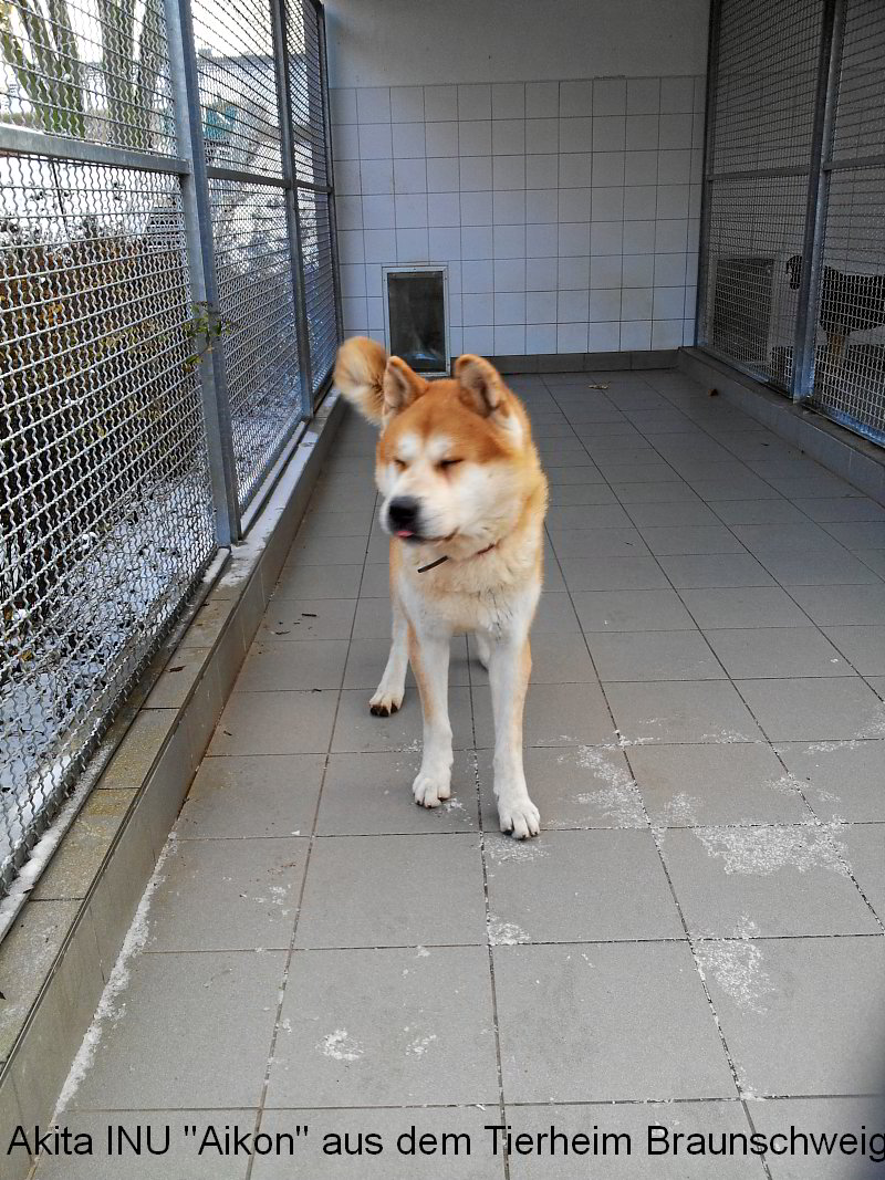 Akita INU Aikon aus dem Tierheim in Braunschweig