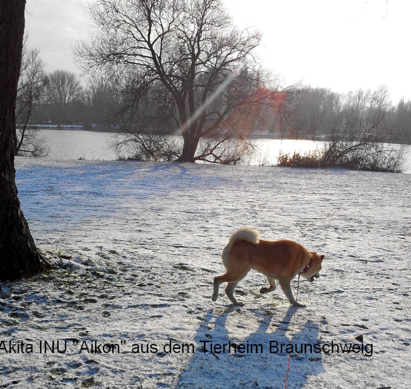 Akita INU Aikon aus dem Tierheim in Braunschweig