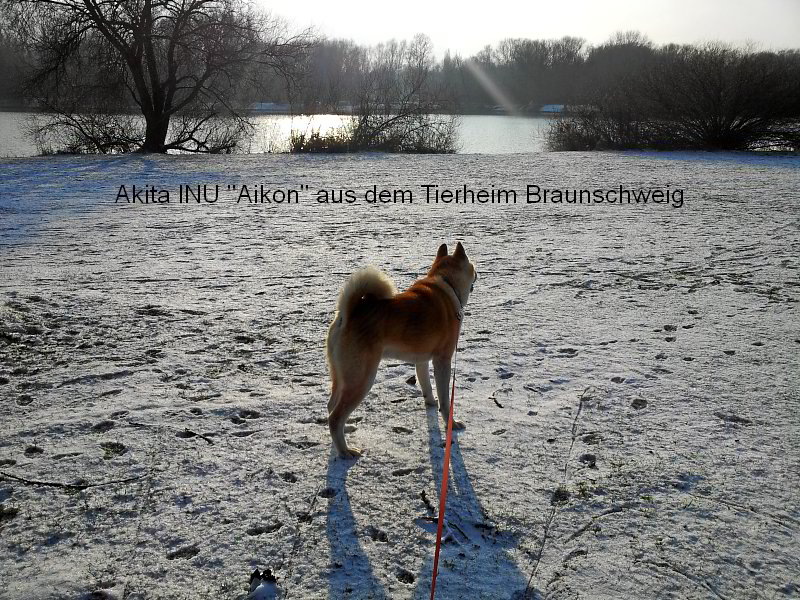 Akita INU Aikon aus dem Tierheim in Braunschweig