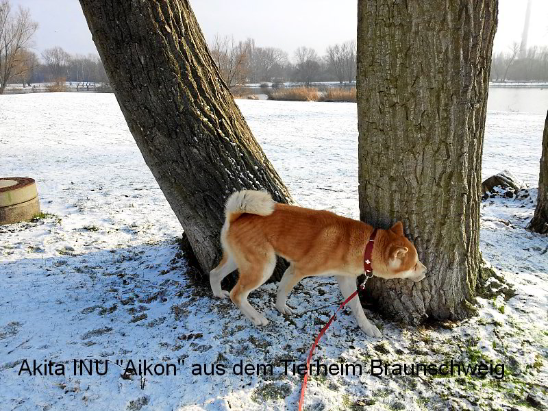 Akita INU Aikon aus dem Tierheim in Braunschweig