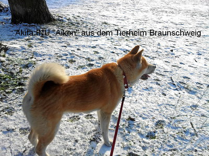 Akita INU Aikon aus dem Tierheim in Braunschweig