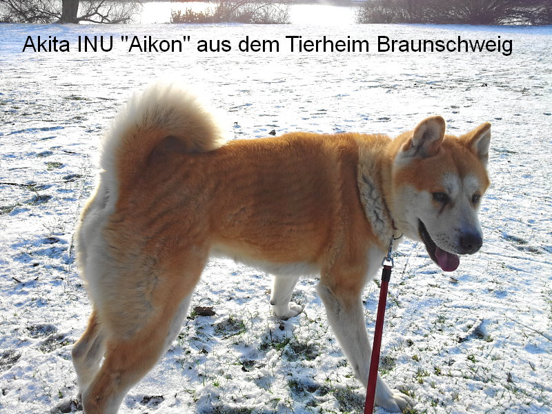 Akita INU Aikon aus dem Tierheim in Braunschweig