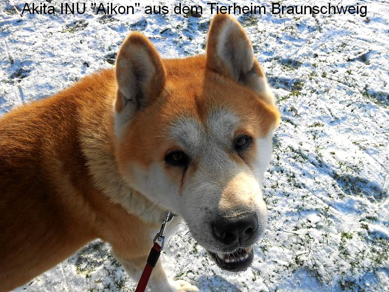 Akita INU Aikon aus dem Tierheim in Braunschweig