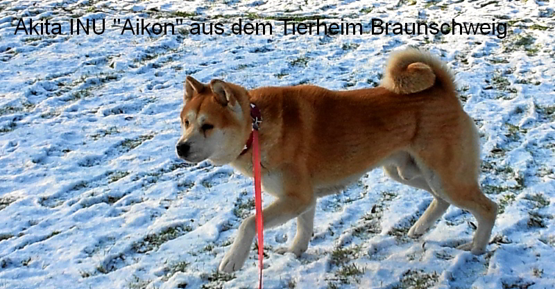 Akita INU Aikon aus dem Tierheim in Braunschweig