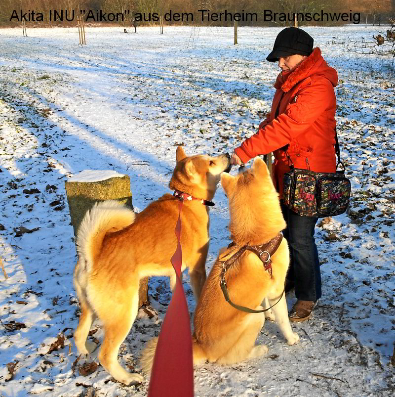 Akita INU Aikon aus dem Tierheim in Braunschweig